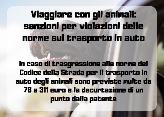 Animali Violazioni.jpg